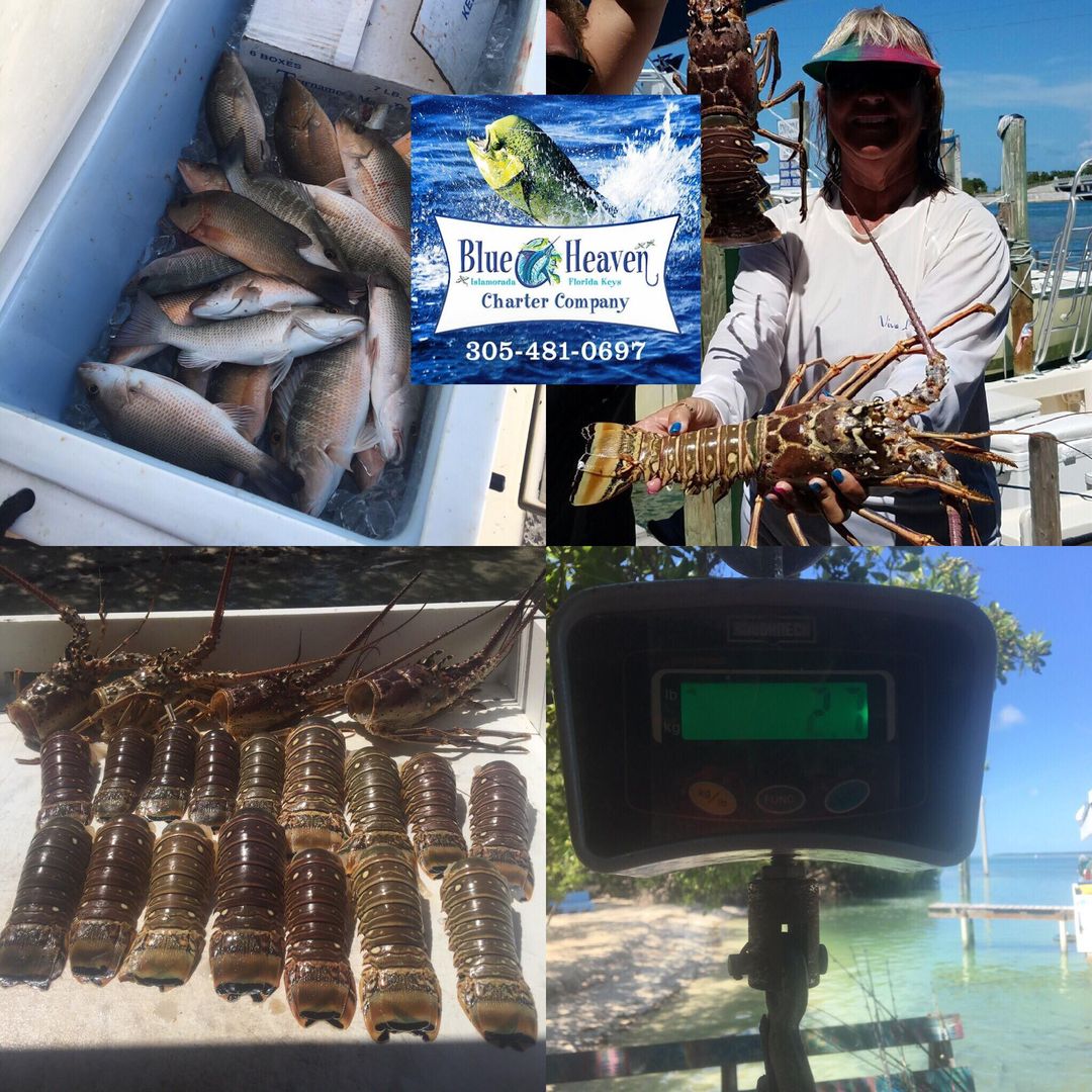 Islamorada Lobster Mini Season Island Villa