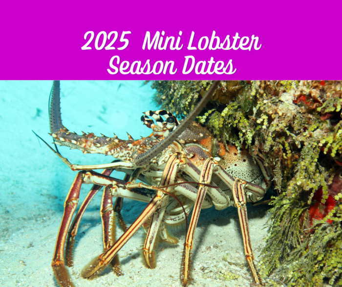 Islamorada 2025 Lobster Mini Season in Upper Florida Keys Island Villa